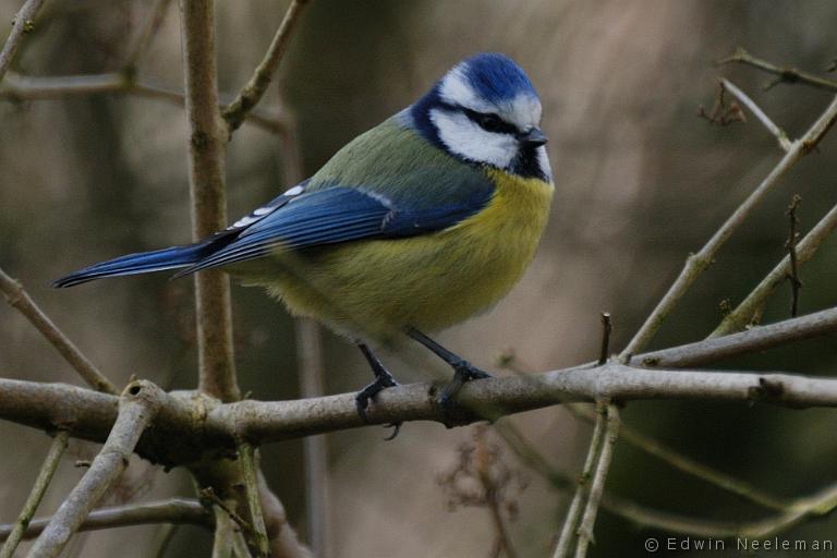 ENE-20100301-0081.jpg - [nl] Pimpelmees ( Parus caeruleus ) | Ommeren, Nederland[en] Blue Tit ( Parus caeruleus ) | Ommeren, The Netherlands